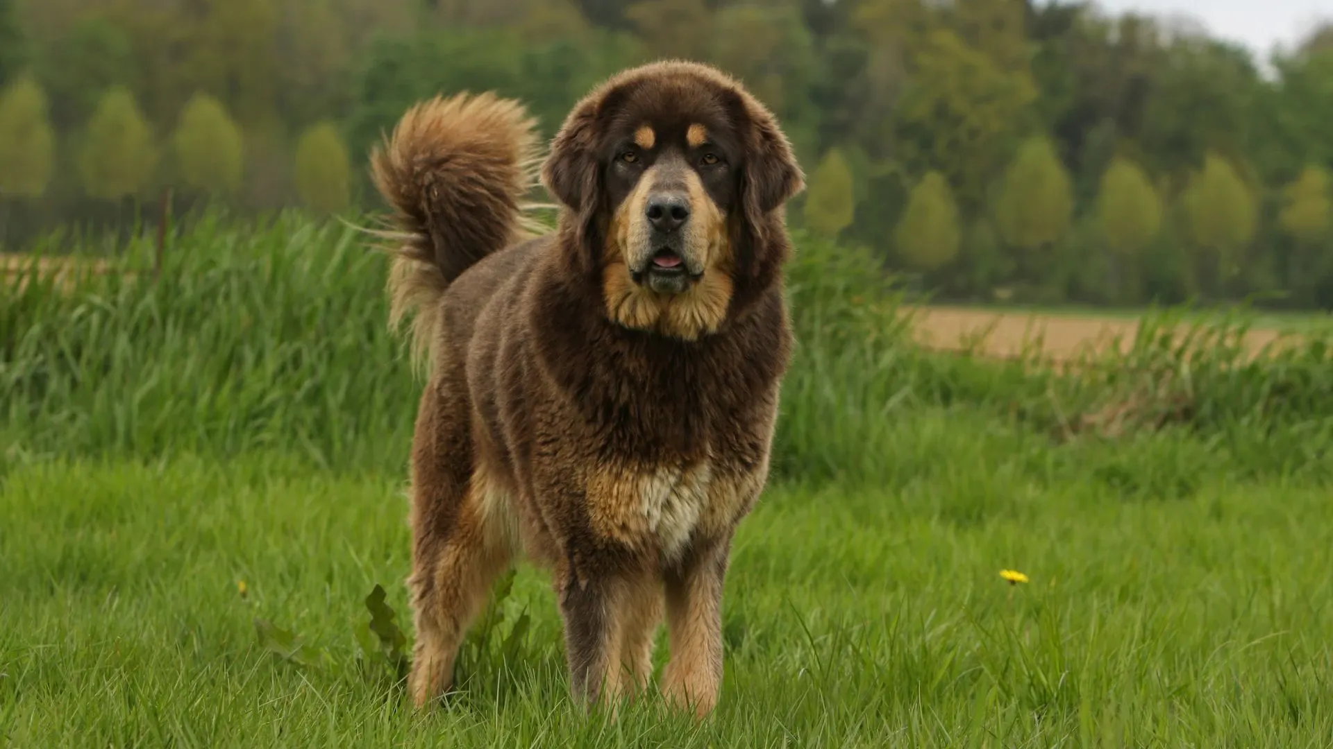 Tibetan Mastiff